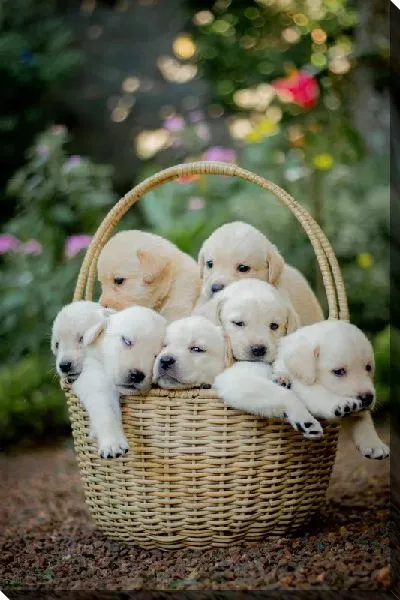 Постер Корзина с щенками лабрадора