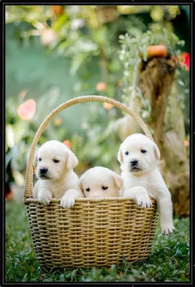 Картина Корзина с щенками лабрадора №2