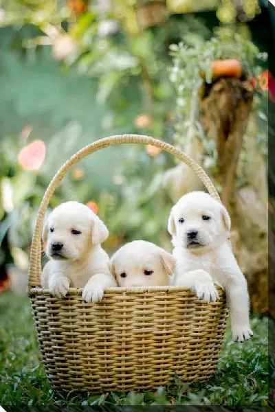 Постер Корзина с щенками лабрадора №2