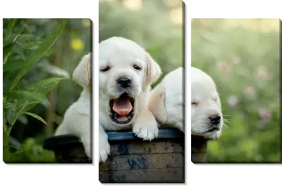 Модульная картина Корзина с щенками лабрадора №3