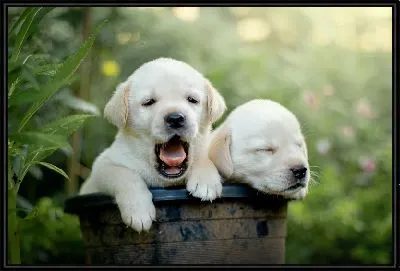 Картина Корзина с щенками лабрадора №3