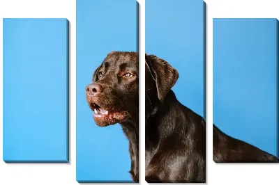 Модульная картина Лабрадор №7