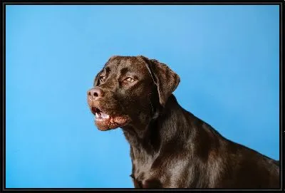 Картина Лабрадор №7