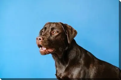 Постер Лабрадор №7