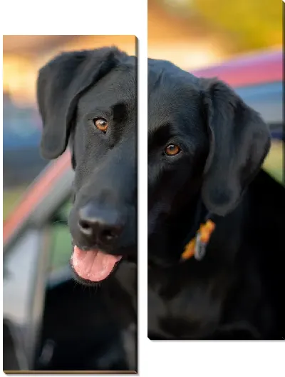 Модульная картина Лабрадор №9