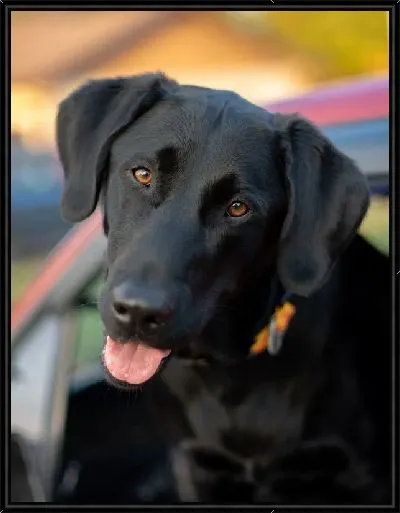 Картина Лабрадор №9
