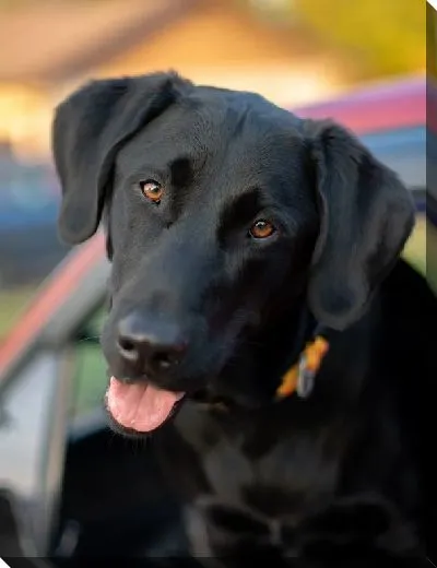 Постер Лабрадор №9