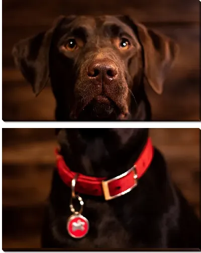 Модульная картина Лабрадор №12