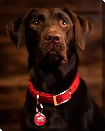 Постер Лабрадор №12