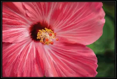 Картина Цветок гибискус