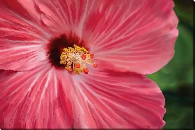 Постер Цветок гибискус