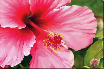 Постер Цветок гибискуса