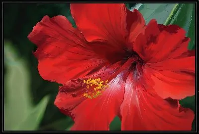 Картина Гибискус №1