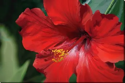 Постер Гибискус №1