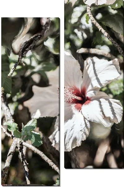 Модульная картина Белый гибискус