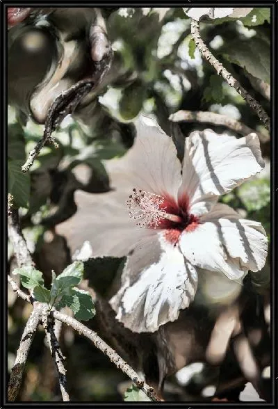 Картина Белый гибискус