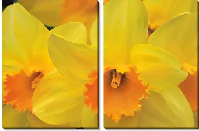 Модульная картина Желтые нарциссы