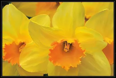 Картина Желтые нарциссы