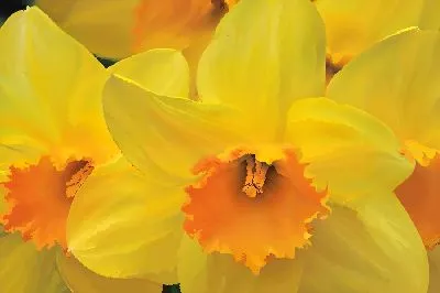 Плакат Желтые нарциссы