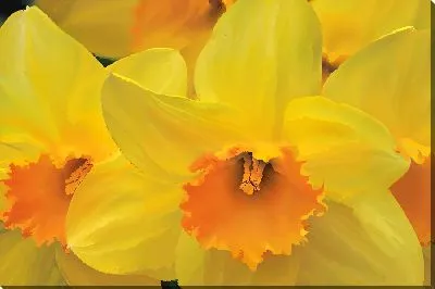 Постер Желтые нарциссы