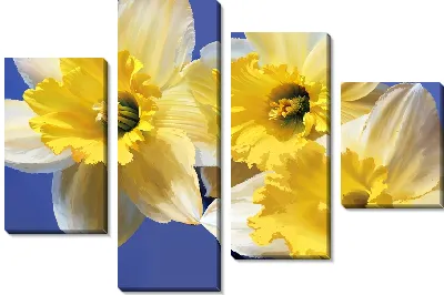 Модульная картина Бело-желтые нарциссы