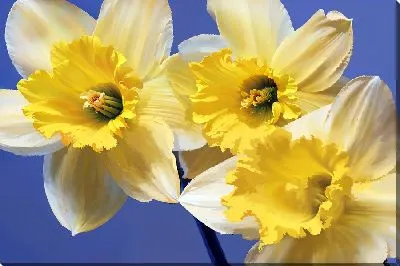 Картина маслом Бело-желтые нарциссы