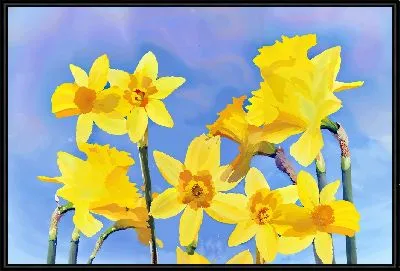 Желтые нарциссы на голубом фоне