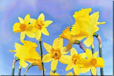 Желтые нарциссы на голубом фоне