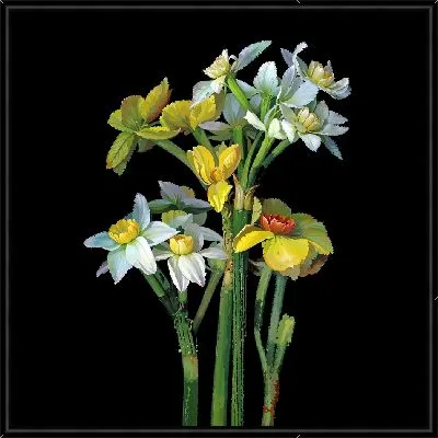 Нарциссы на темном фоне