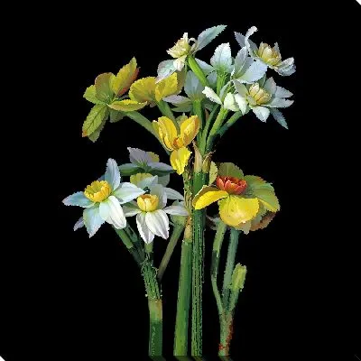 Нарциссы на темном фоне