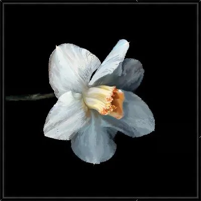 Картина Белый нарцисс на черном фоне