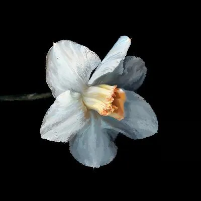 Плакат Белый нарцисс на черном фоне