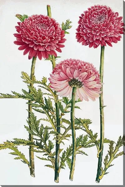 Картина маслом Три хризантемы