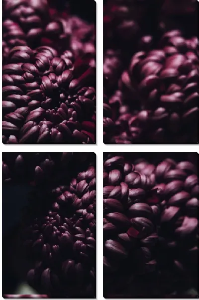 Модульная картина Темно-бордовые хризантемы