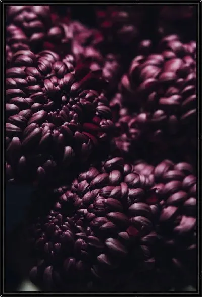 Картина Темно-бордовые хризантемы