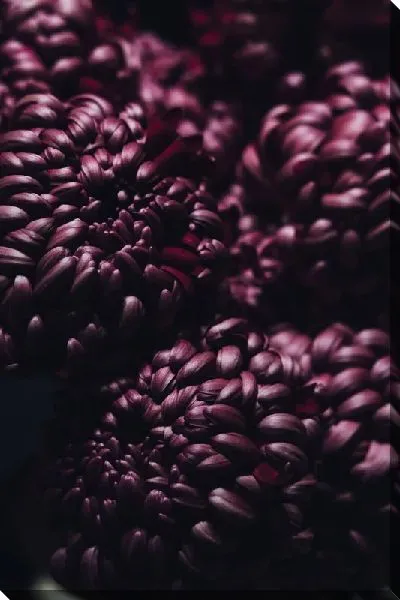 Постер Темно-бордовые хризантемы