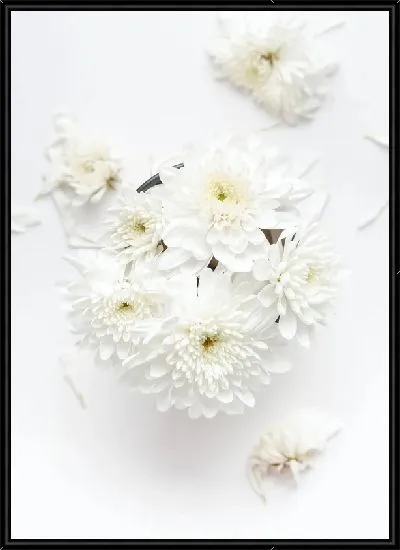 Картина Белые хризантемы