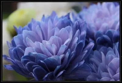 Картина Синие хризантемы