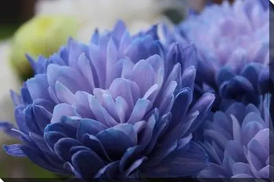 Синие хризантемы