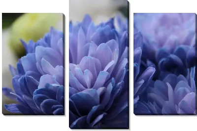 Синие хризантемы