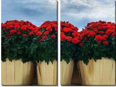 Модульная картина Хризантемы в горшках