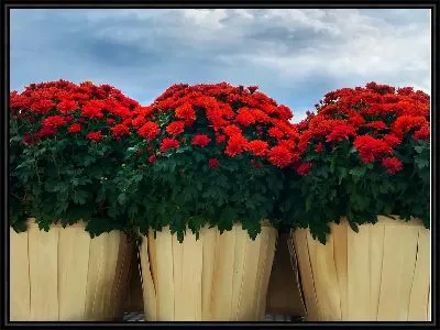 Картина Хризантемы в горшках