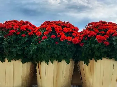 Плакат Хризантемы в горшках