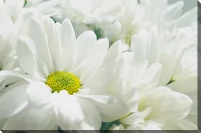 Белые хризантемы №2