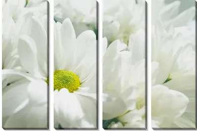 Белые хризантемы №2