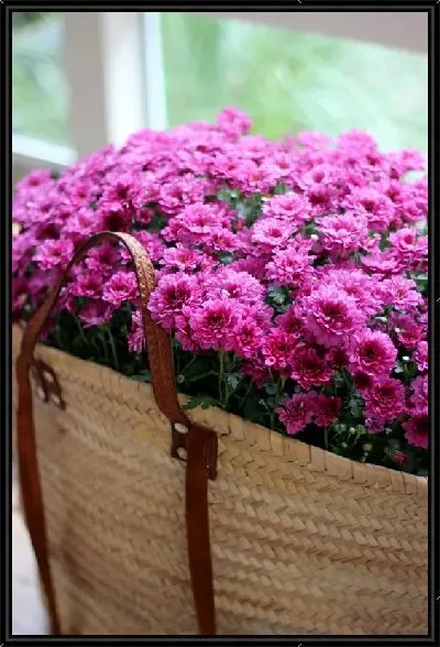 Картина Хризантемы в сумке