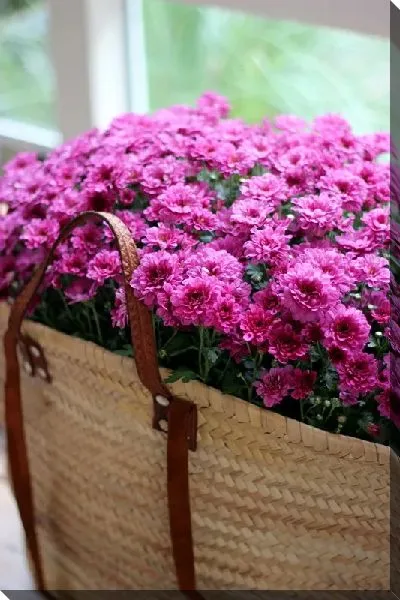 Постер Хризантемы в сумке