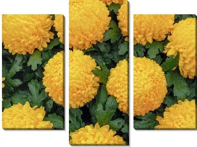 Модульная картина Желтые хризантемы №5