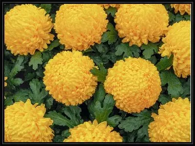 Картина Желтые хризантемы №5