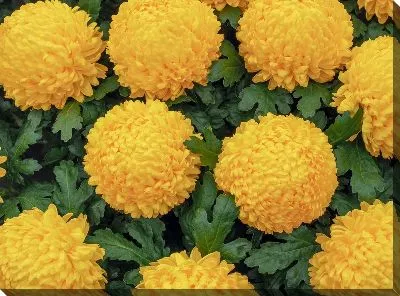 Постер Желтые хризантемы №5